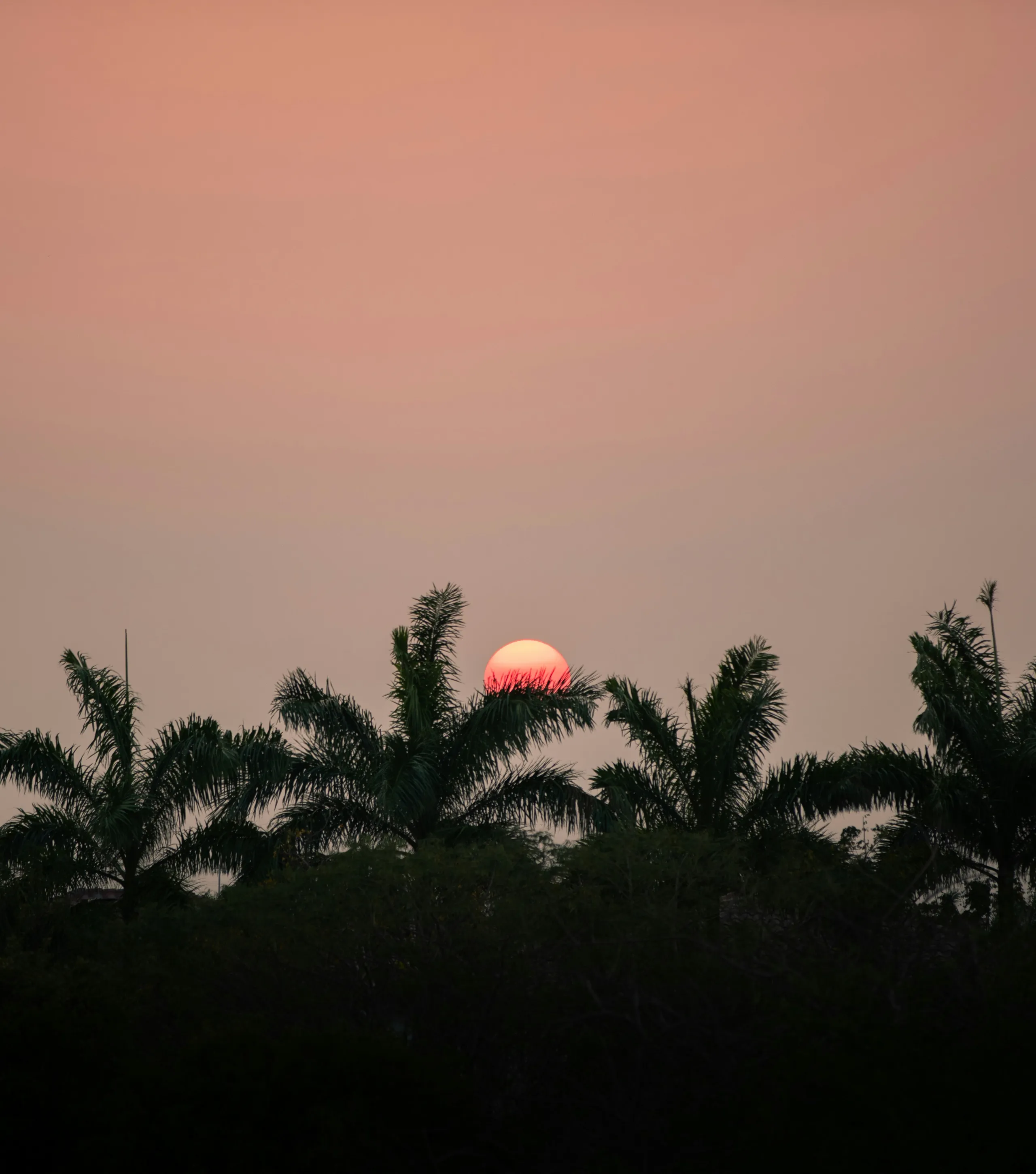 Imágen de palmeras y un atardecer